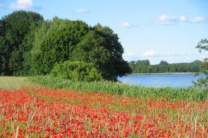 Mohnfeld am Großen Priepertsee