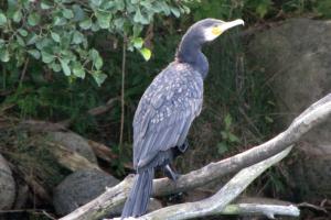 Kormoran am Großen Priepertsee